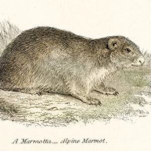 Marmot engraving 1803
