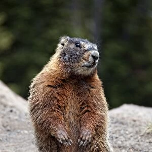 Marmot Rearing Up on Hind Legs in Yellowstone
