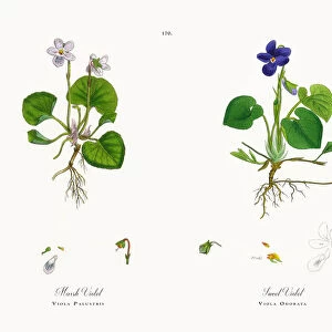 Marsh Violet, Viola Palustris, Victorian Botanical Illustration, 1863