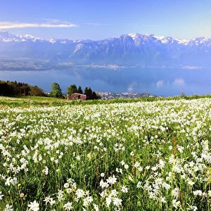 Meadow with white daffodils at Lake Geneva, Mt Dents du Midi at the back, Montreux, Canton of Vaud, Switzerland