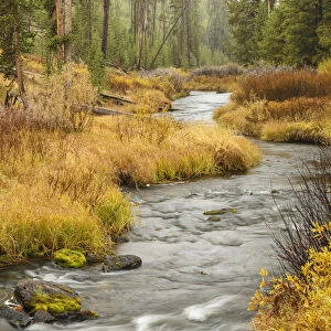 Meandering stream in autumn, Yellowstone National Park, Wyoming, USA