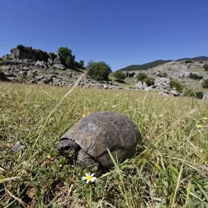 Mediterranean Spur-thighed Tortoise -Testudo graeca- on grass, Koepruelue Canyon National Park, Antalya Province, Turkey