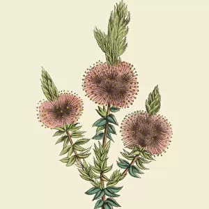 Botanical illustrations Collection: Oil paintings