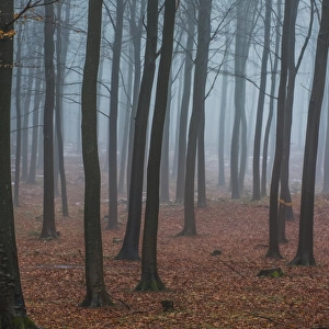 Misty winter forest in Denmark