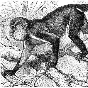 Mona monkey (Cercopithecus mona)