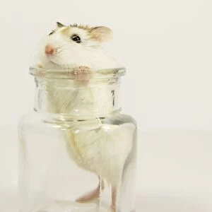 mouse inside a glass jar