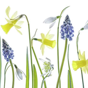 Narcissus, snowdrops and Muscari flowers