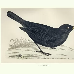 Thrushes Collection: Common Blackbird