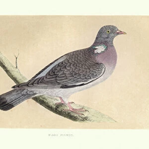 Pigeons Collection: Common Wood Pigeon