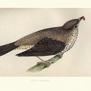 Natural History, Birds, Mistle thrush (Turdus viscivorus)