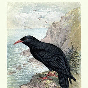 Crows And Jays Collection: Red Billed Chough