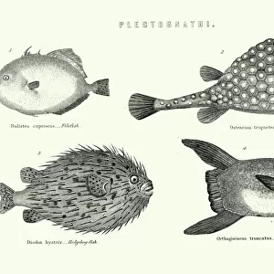 F Collection: Filefish