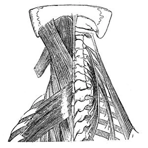 Neck muscles anatomy