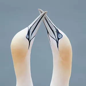 Suliformes Collection: Gannets