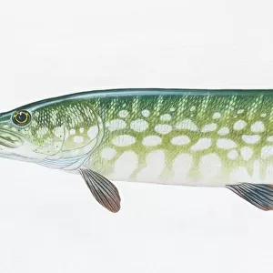 M Collection: Muskellunge