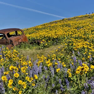Old abandoned car and fields of lupine and Arrow Leaf Balsamroot (Balsamorhiza sagittata), Dalles Mountain Ranch State Park, Washington State, USA