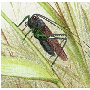 Old chromolithograph of Entomology - katydids or bush crickets