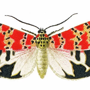 Old chromolithograph illustration of the bella moth, ornate moth or rattlebox moth (Utetheisa ornatrix)