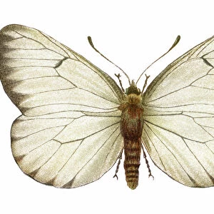 Old chromolithograph illustration of black-veined white butterfly (Aporia crataegi)