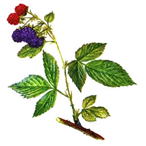 Old chromolithograph illustration of blackberry
