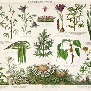 Old Chromolithograph illustration of Defence mechanisms of different plants