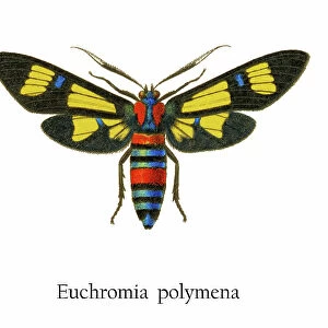 Old chromolithograph illustration of Euchromia polymena butterfly