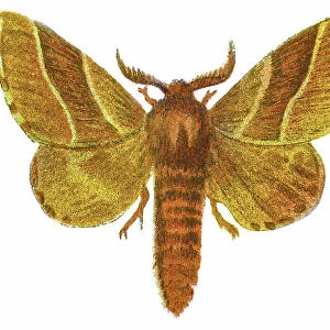 Old chromolithograph illustration of Gastropacha neustria moth