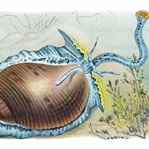Old chromolithograph illustration of Giant tun (Tonna galea, Dolium galea)