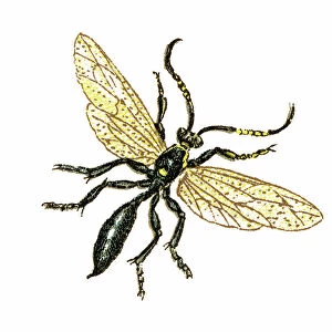 Old chromolithograph illustration of hover fly