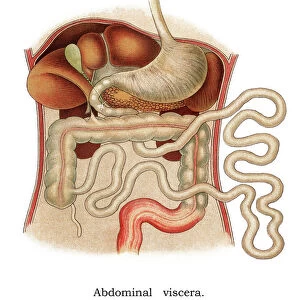 Old chromolithograph illustration of The Human abdomen, internal organs