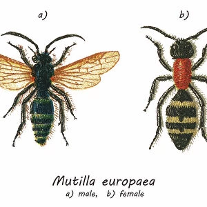 Old chromolithograph illustration of large velvet ant (Mutilla europaea)