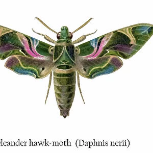 Old chromolithograph illustration of Oleander hawk-moth (Daphnis nerii)