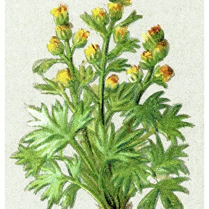 Old chromolithograph illustration of white genepi, genepi blanco (Artemisia umbelliformis) - small herb of the family Asteraceae