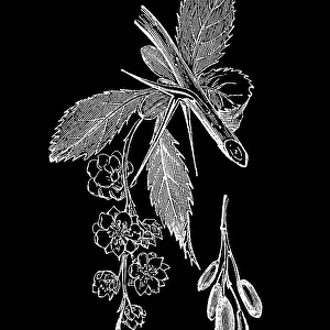 Old engraved illustration of Botany, barberry or berberis