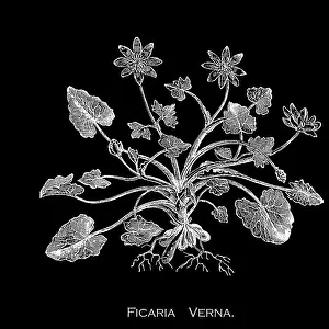 Old engraved illustration of Botany, lesser celandine or pilewort (Ficaria verna or Ranunculus ficaria L.) a low-growing, hairless perennial flowering plant in the buttercup family Ranunculaceae