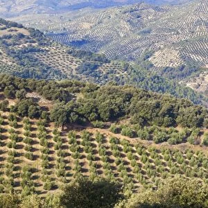 Olive groves near burunchel cazorla natural park; segura y las villas jaen province andalusia spain