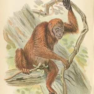 Orangutan primate 1894