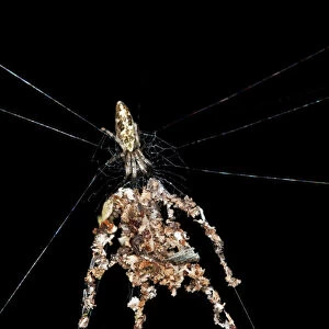 Orb-web Spider species -probably Cyclosa spec. -, building spider dummies with several legs from plant debris and dead insects to deflect from enemy attacks, Tambopata Nature Reserve, Madre de Dios Region, Peru