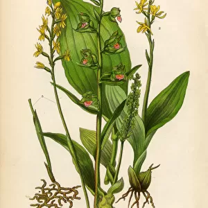 Orchid, Bog Orchid, Liparis, Coral Root, Helleborine Victorian Botanical Illustration