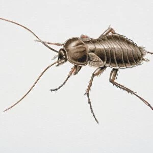 Cockroaches Collection: Oriental Cockroach