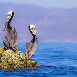 Pair of Brown Pelicans (Pelecanus occidentalis) perching on rock, Baja Peninsula, Sea of Cortez, Gulf of California, Mexico