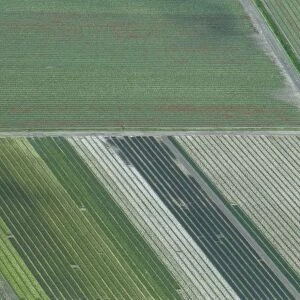 Panoramic aerial view of tulip fields in the Netherlands