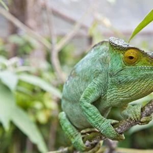 Parsons chameleon -Calumma parsonii-, female, Exotic Parc, Peyriar, Madagascar