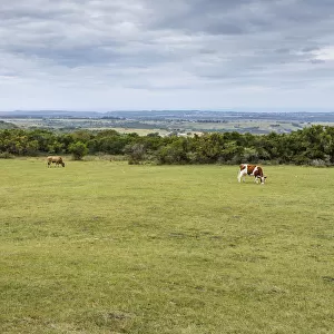 Pastoral scene in the farmlands of Eastern Cape