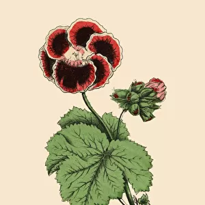 Pelargonium and Geranium Plants, Victorian Botanical Illustration