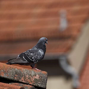 Pigeon on a roof