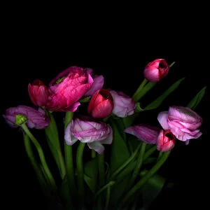 Pink tulips and Ranunculus