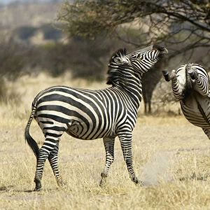 Plains Zebra, Ruaha National Park, Tanzania