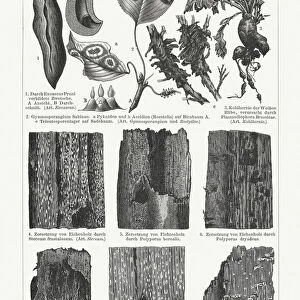 Plant pathology (Phytopathology), wood engravings, published in 1897