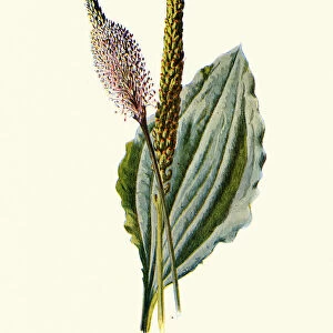 Plantago major, the broadleaf plantain, Botanical art print